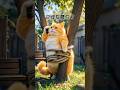 Funny AI Cat Video,.The Cutest AI Cat Ever! 😻✨ This AI Cat Will Melt Your..#aishorts @catvid-19