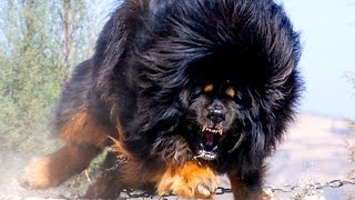 10 САМЫХ ДОРОГИХ ЖИВОТНЫХ 10 САМЫХ ДОРОГИХ ЖИВОТНЫХ