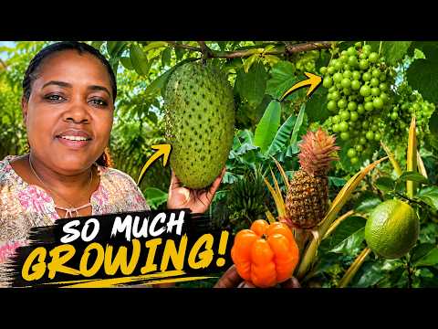 Look What’s Growing in My Jamaican Backyard! 🌿🇯🇲