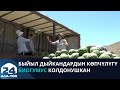 Аксы районунда дарбыздын алгачкы үзүмү жыйналууда