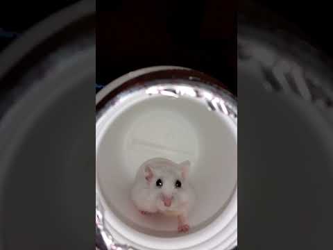 hamster's work out