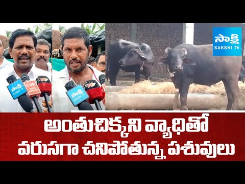 నిజాన్ని దాస్తున్న అధికారులు.. | Mysterious Disease To Cattles In Peddevam Village | @SakshiTV - SAKSHITV