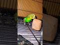 Calcium block Cattle fish bone  Na Mile To Kya Karen #kanhaiyasir #parrot #birds #budgies #parrot