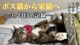 ❶【Until the boss cat becomes a house cat】3 months record