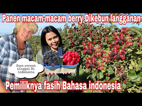 Video: Memanen Berries - Cara Memanen Jenis Berries Umum