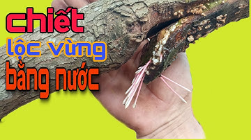 Thử chiết cành lộc vừng bằng nước #quangthăngvlogss