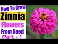 29,How To Grow Zinnias Flowers From Seed&#39;s. Easy and Simple Method. Part - 1