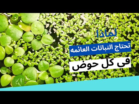 فوائد النباتات العائمة لأحواض الاسماك