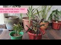 Grow  beautiful plants from cuttings in water.#plants #nature