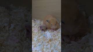 세상 구경 5초 컷...