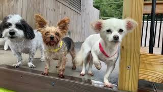 Wag Atlanta boarding and dog daycare