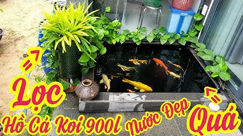 Hồ Cá Koi 900l Đẹp - Bộ Lọc 2 Thùng 120l + Bơm 7000l Nước Siêu Trong.Hồ Của A Tùng Ở Quảng Nam.