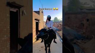 Black scorpio . please subscribe me and respect to little creator.