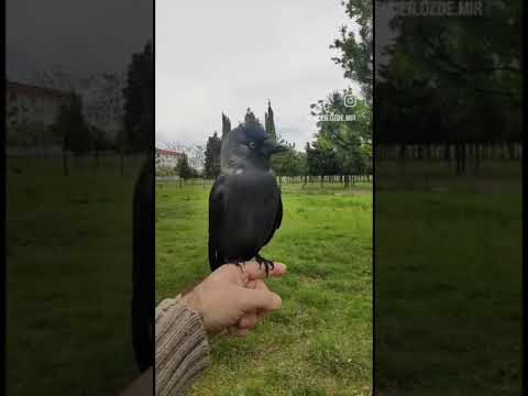 Einstein ile bir günün özeti #karga #hayvanlaralemi #crow  #pets #short