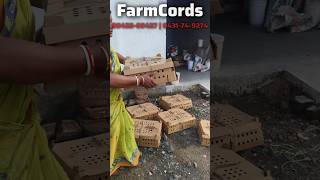 Brooding Sonali Chicks 🐥Bina Risk Poultry Farming 😎 | Ready Sonali Chicks Available
