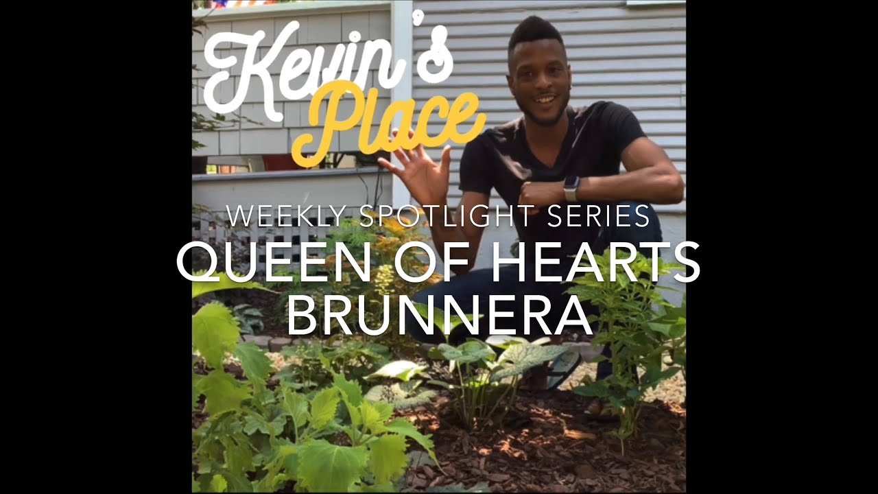 Spotlight Series: Queen of Hearts Brunnera