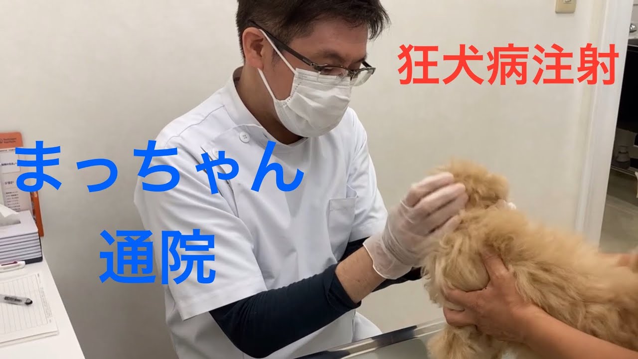 まっちゃん5(通院、狂犬病注射)2025年8月18日#マルプー#狂犬病注射#イケメン獣医師#えんじゅ動物病院 