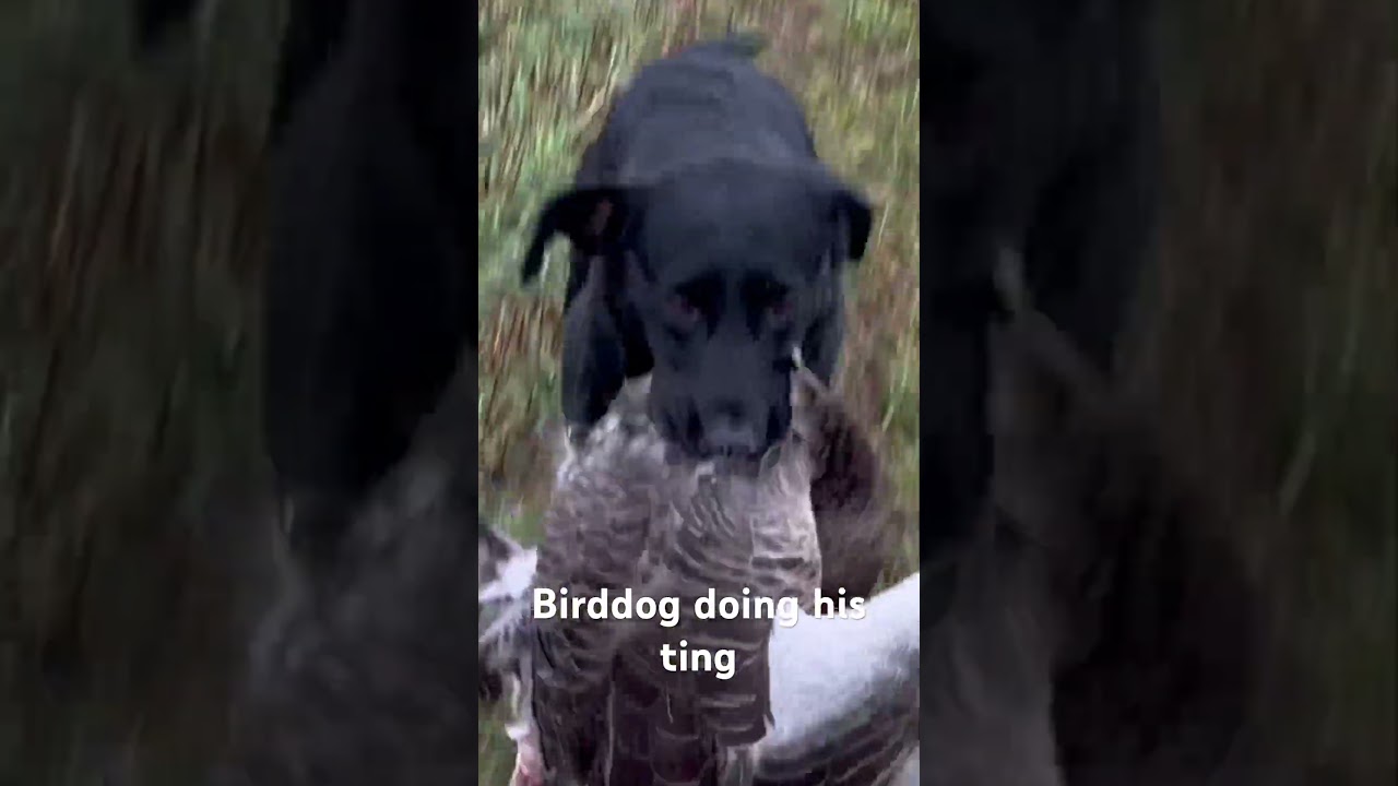 Working Lab picking greylag. Geese .