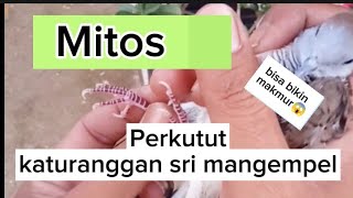 mitos perkutut katuranggan sri mangempel