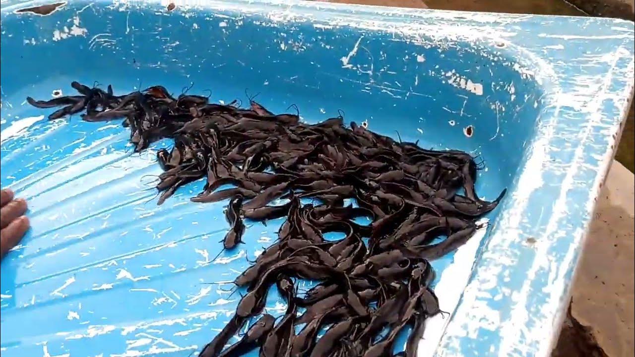 Catfish Production in Nigeria Different Sizes of Catfish; Fingerlings