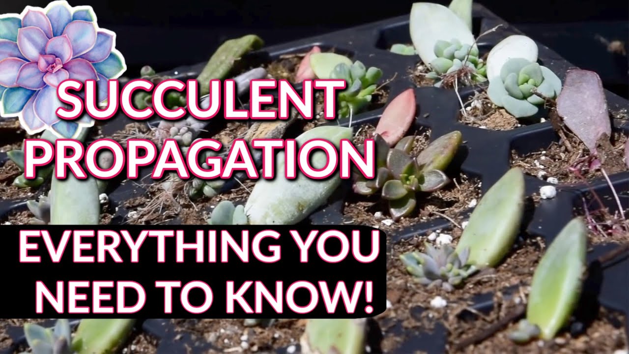HOW TO PROPAGATE SUCCULENTS! From START to FINISH 🌿 - YouTube