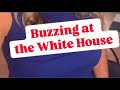 Bees at the White House