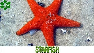 Starfish-The Marine Stars