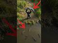 A mother gorilla rescues her baby from a crocodile attack!#animals #wildlife