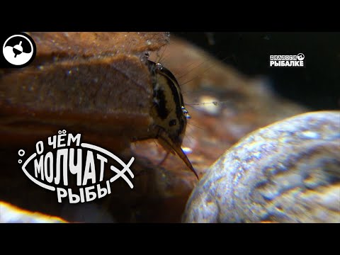 Амурский хариус и его пищевые объекты | О чем молчат рыбы