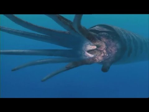 Прогулки с морскими чудовищами 1 серия