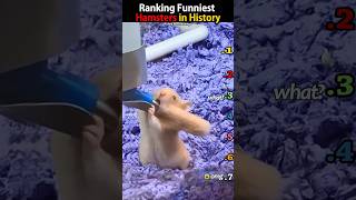 Ranking Funny Hamsters in History #hamster #funny #funnyvideos #fyp #shorts #animals