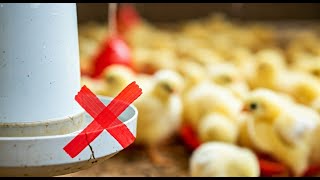 5 Brooder Setup Mistakes: Avoid These For Healthy Chicks