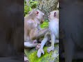 #monkeysr #babyanimal #animals