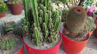 @flowerszoneforeverMy Cactus Collection Autumn 2023