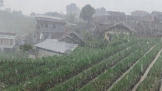 Heavy Rain Continues to Fall on Village Farmers' Gardens in Indonesia | | Calming Rain Relaxation