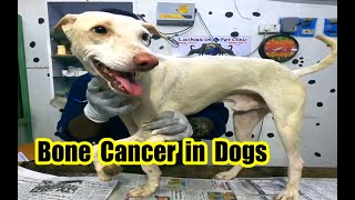 Bone cancer in dogs  |  Two Homeless Dogs, Rescued and Successfully Treated for  Cancer and fracture by Dr.R.Kishore Kumar MVSc., 2,496 views 1 year ago 15 minutes