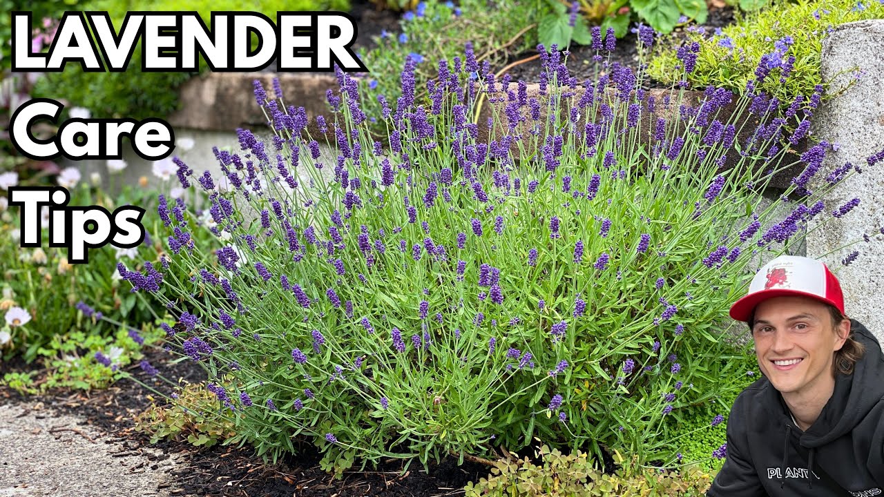 LAVENDER - How to Grow Bushy Plants with Lots of Flowers - Growing  Instructions