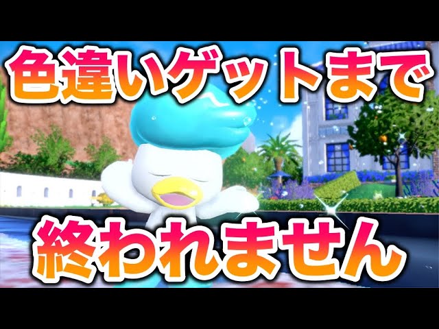 さすがに不人気御三家「クワッス」の色違いをゲットするまで終われませ