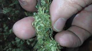 PURE SATIVA LANDRACE KERALA X GORILLA GLUE #4.         🔥🔱🔥