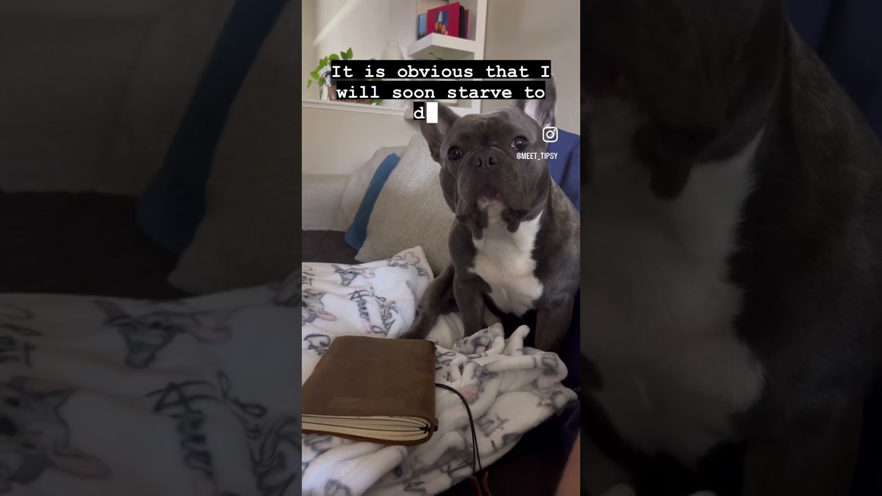 When a french bulldog writes his first diary