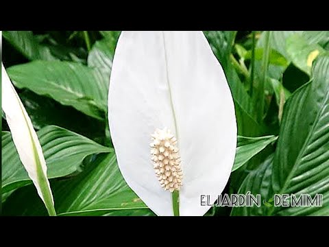 Video: Anthurium y spathiphyllum: descripción, cuidado en el hogar. ¿Es posible plantar spathiphyllum y anthurium juntos?