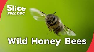 How Europe Lost Its Wild Honey Bees | FULL DOCUMENTARY
