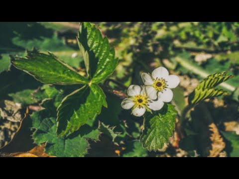 Lesson From The Garden... What can you learn from Strawberries?
