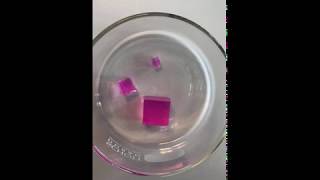 Celebrity Effects of surface area to volume ratio on diffusion rate in agar cubes. Net Worth