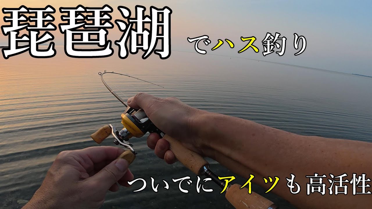 【琵琶湖で釣り】琵琶湖の浜でハスとニゴイを探して歩いてみたらとても夏っぽい釣りを満喫できたよ【ハス釣り】