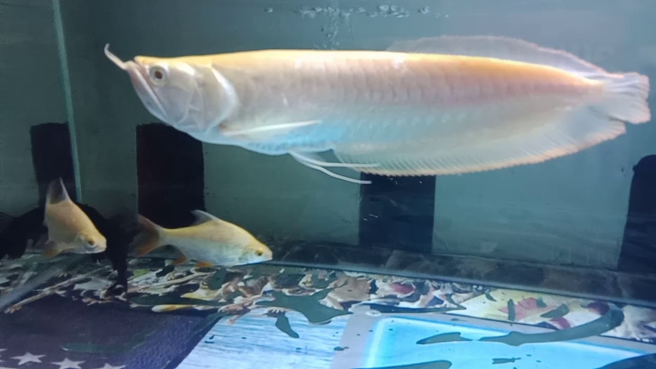  Ikan arwana silver  albino YouTube