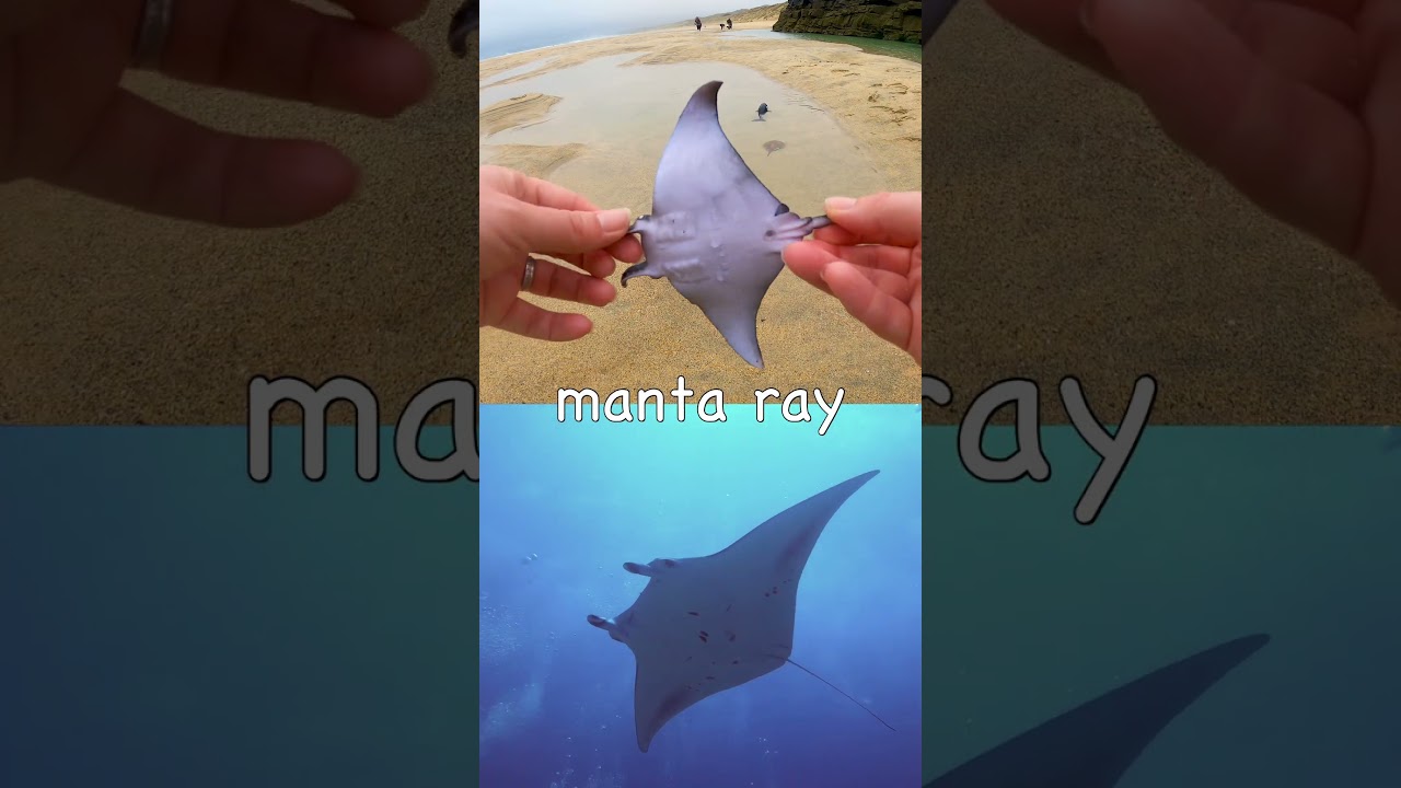 Learn Sea Animal Names at the Beach for Babies Kids: Orca Horseshoe Crab Manta Ray Turtle Octopus