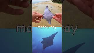 Learn Sea Animal Names At The Beach For Babies Kids Orca Horseshoe Crab Manta Ray Turtle Octopus