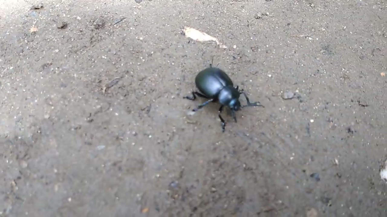 Bloody Nosed Beetle