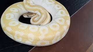 Crystal Royal Python Morph Profile